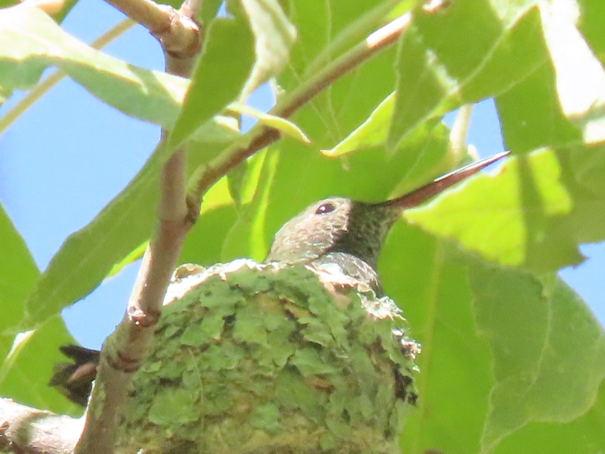 Berylline Hummingbird - ML640350345
