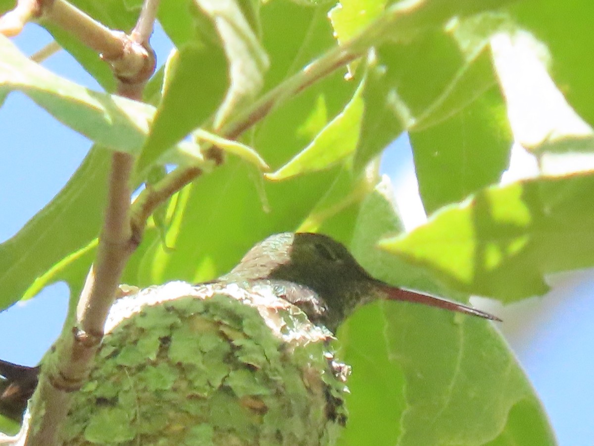 Berylline Hummingbird - ML640350346