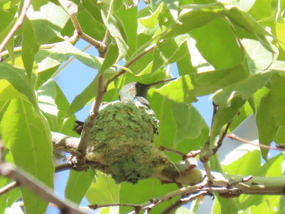 Berylline Hummingbird - ML640350347