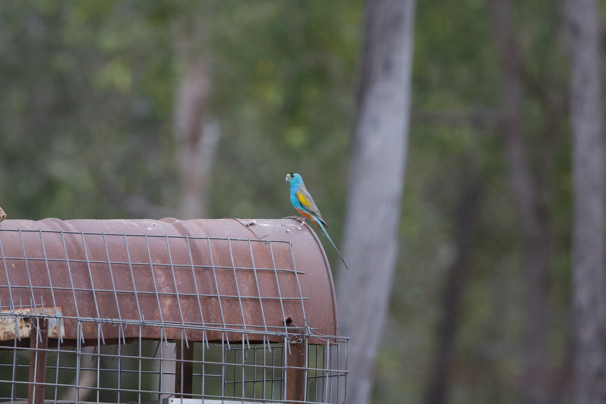 Golden-shouldered Parrot - ML640350354