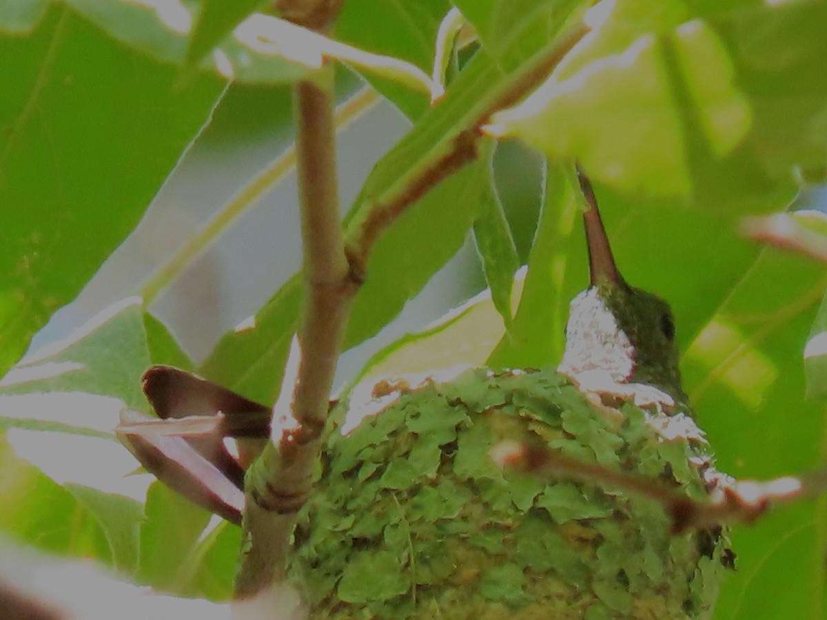 Berylline Hummingbird - ML640350358