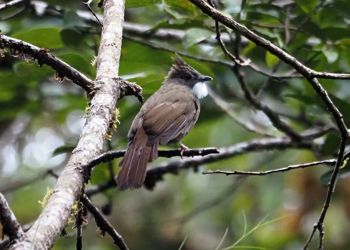 Penan Bulbul - ML640350362