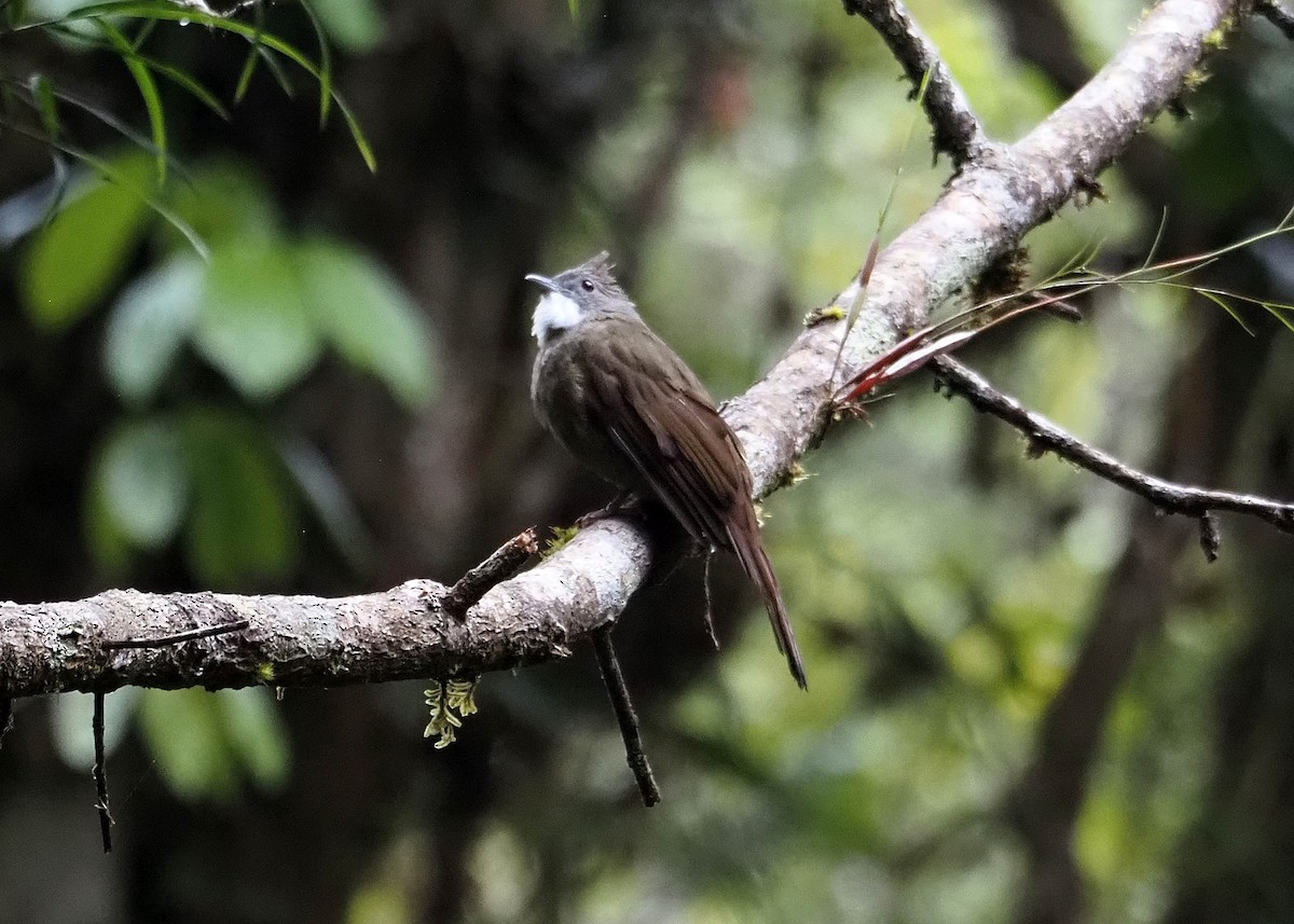 Penan Bulbul - ML640350363