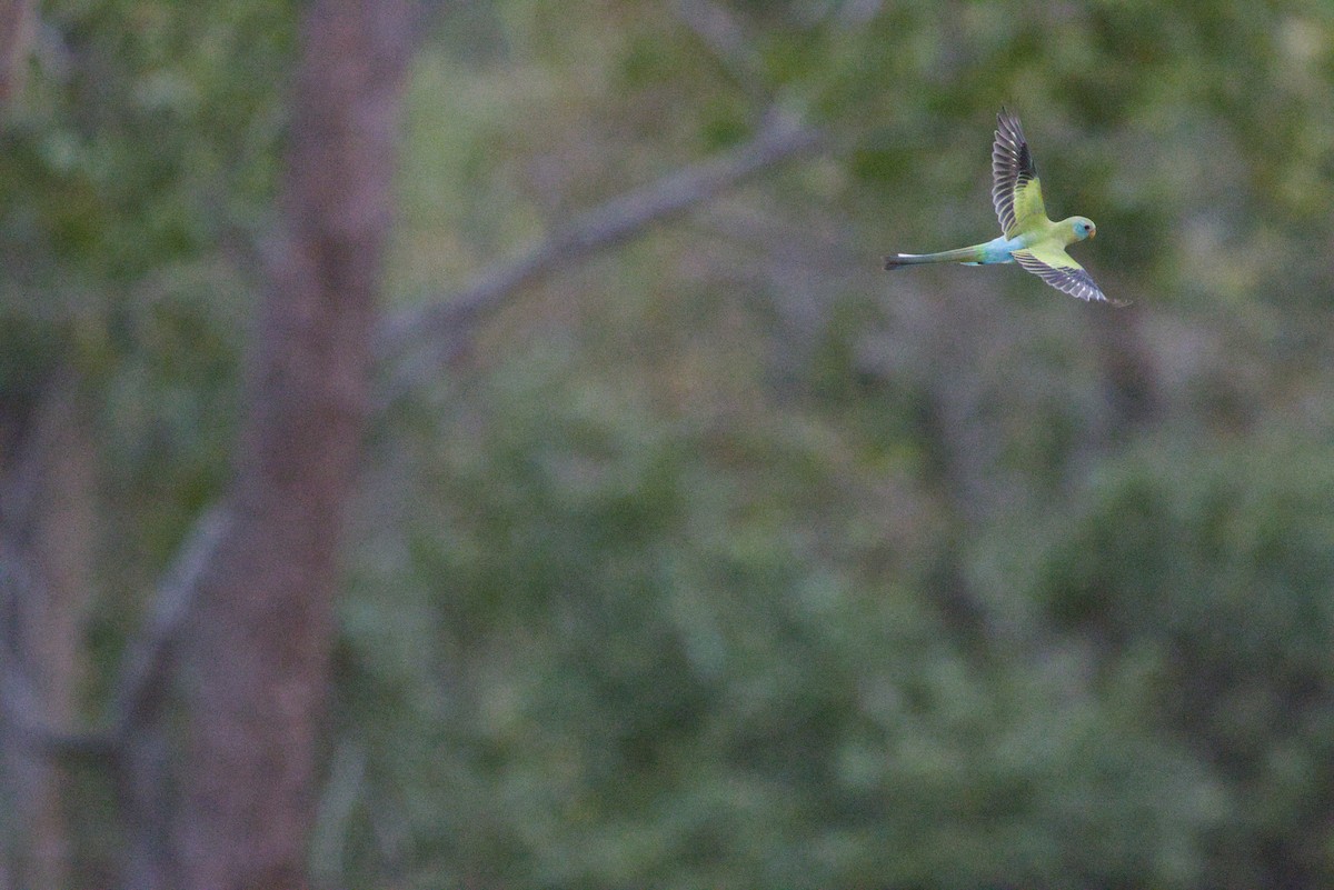 Golden-shouldered Parrot - ML640350379