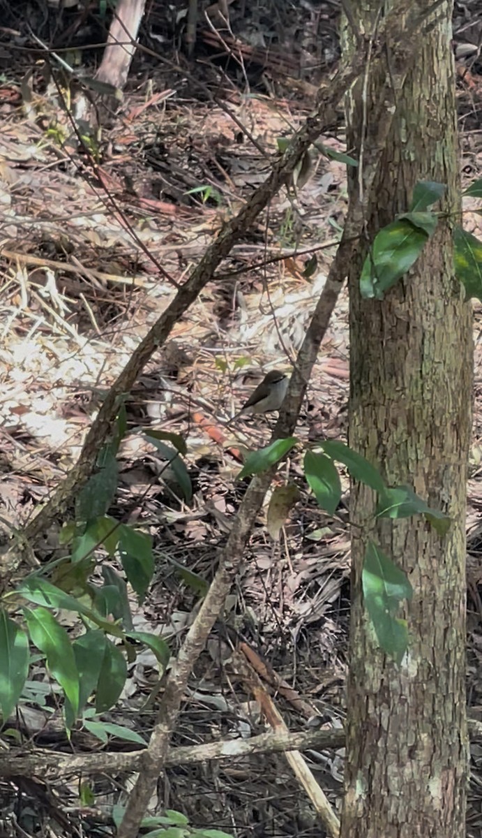 Brown Gerygone - ML640350385