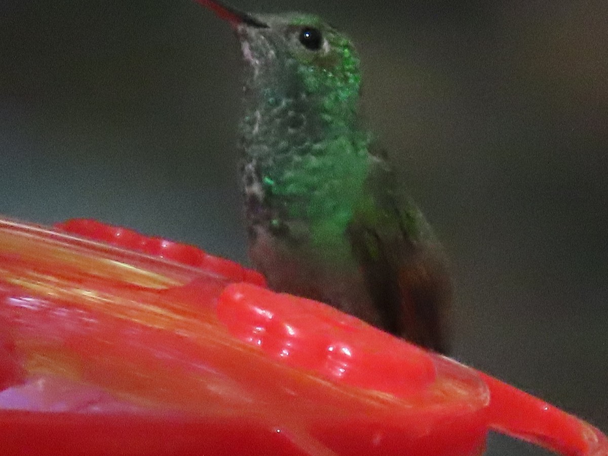 Berylline Hummingbird - ML640350398