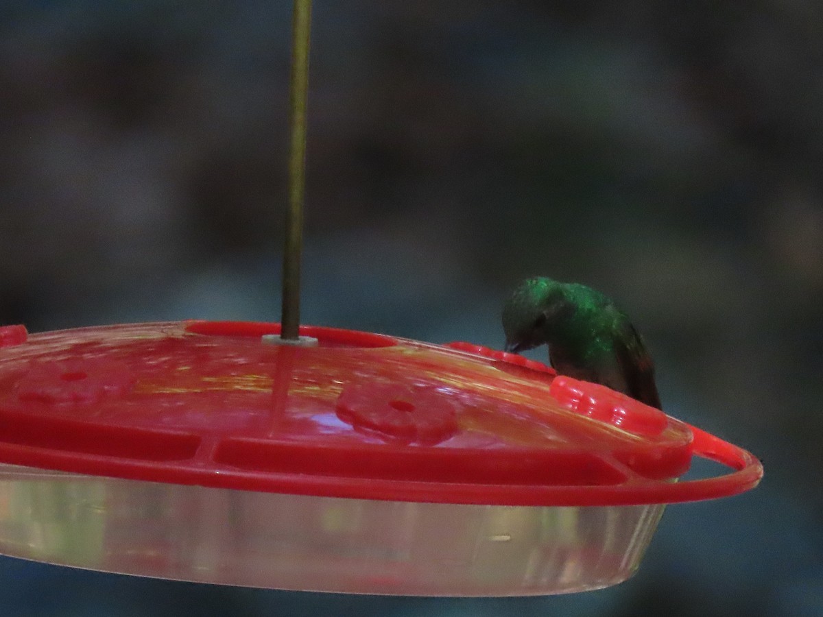 Berylline Hummingbird - ML640350399