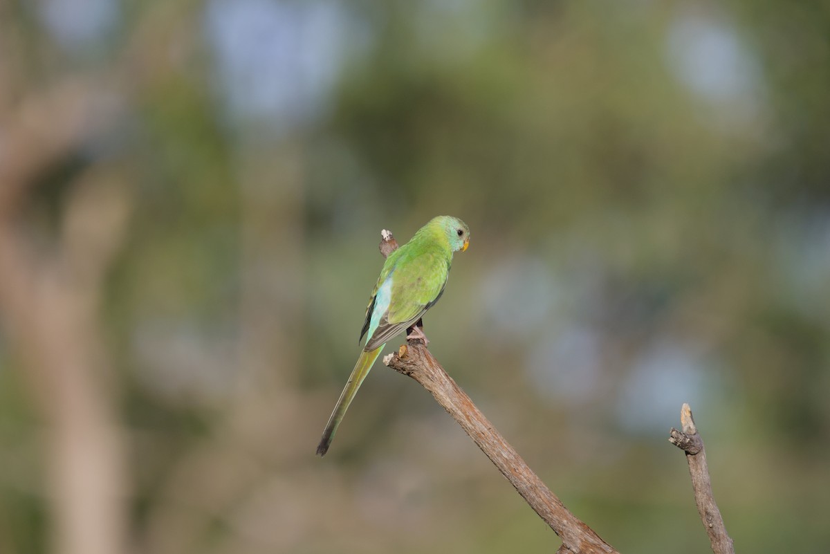 Golden-shouldered Parrot - ML640350401