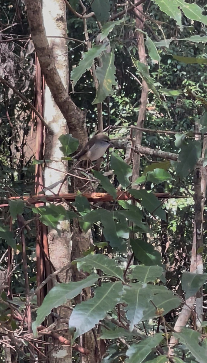 Brown Gerygone - ML640350429