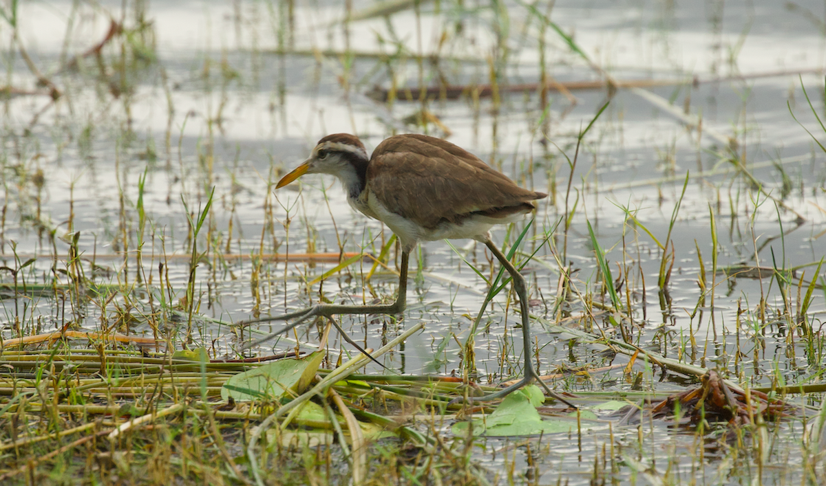 Northern Jacana - ML640350435