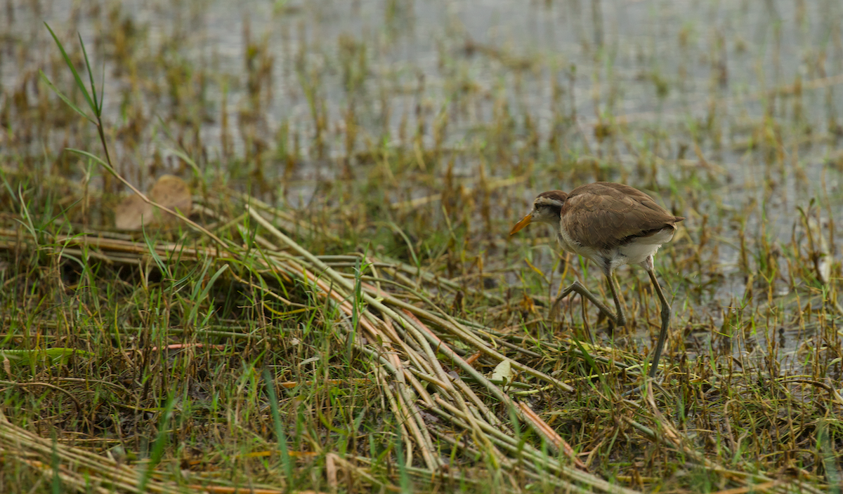 Northern Jacana - ML640350437