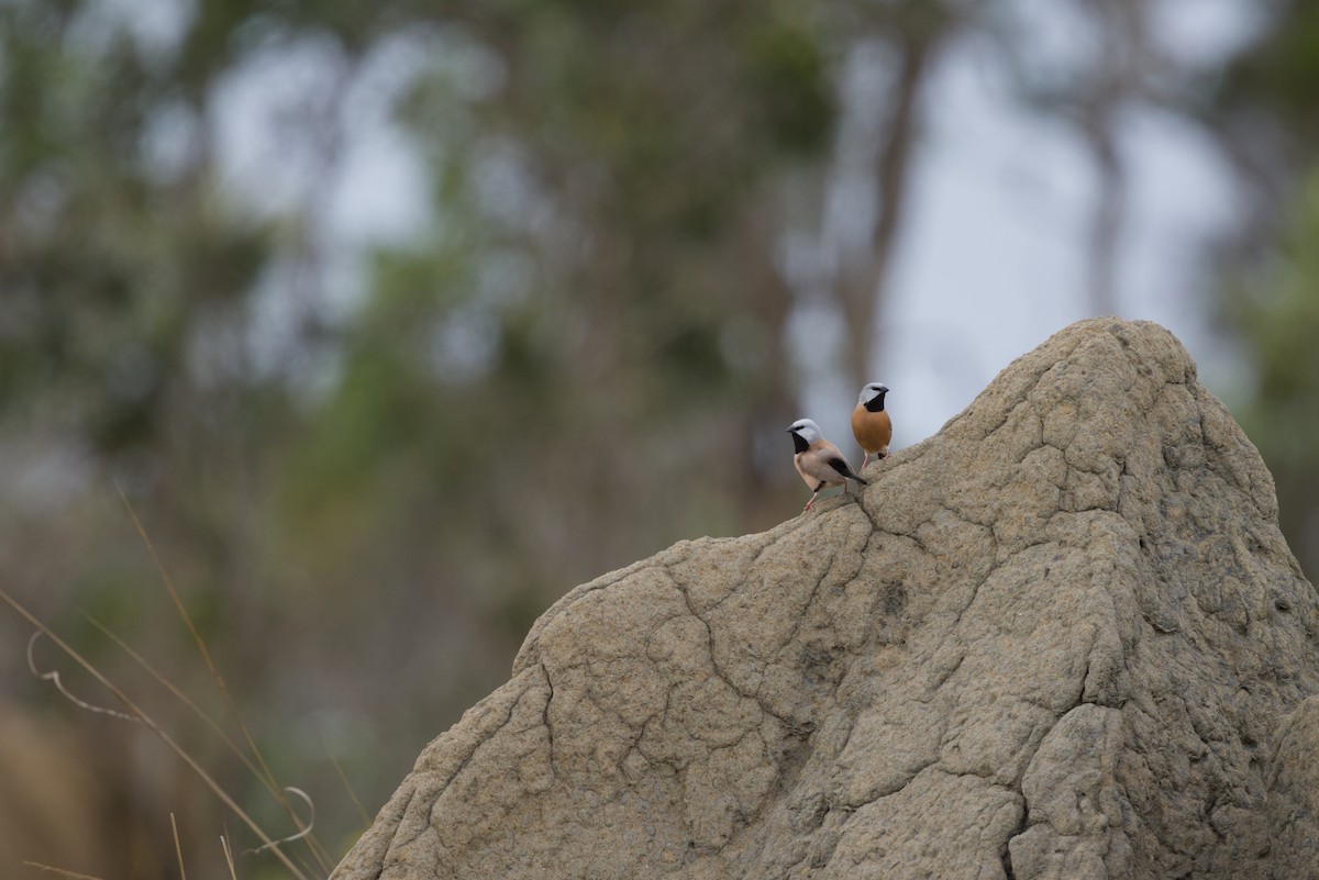 Black-throated Finch - ML640350445