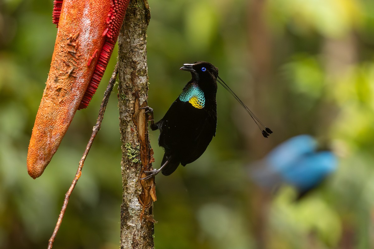 Lawes's Parotia - ML640350449