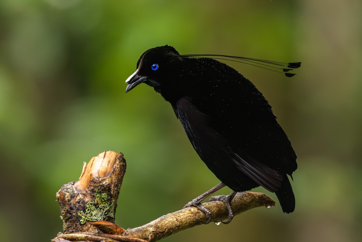 Lawes's Parotia - ML640350450