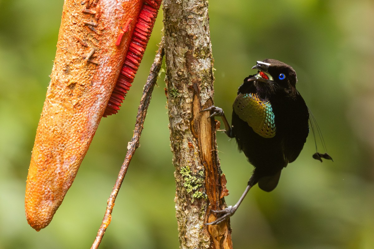 Lawes's Parotia - ML640350451