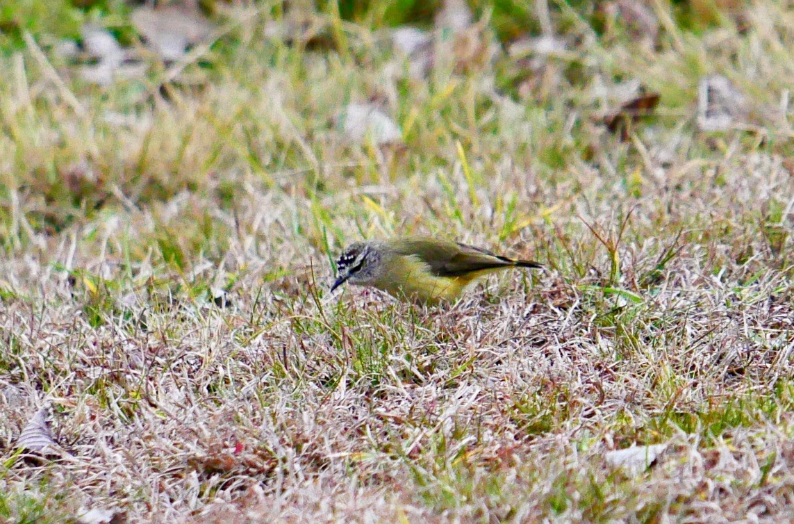 Yellow-rumped Thornbill - ML640350455