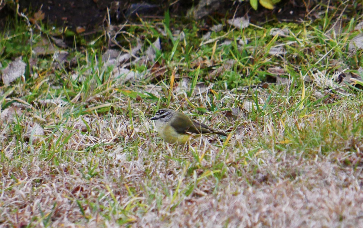 Yellow-rumped Thornbill - ML640350456