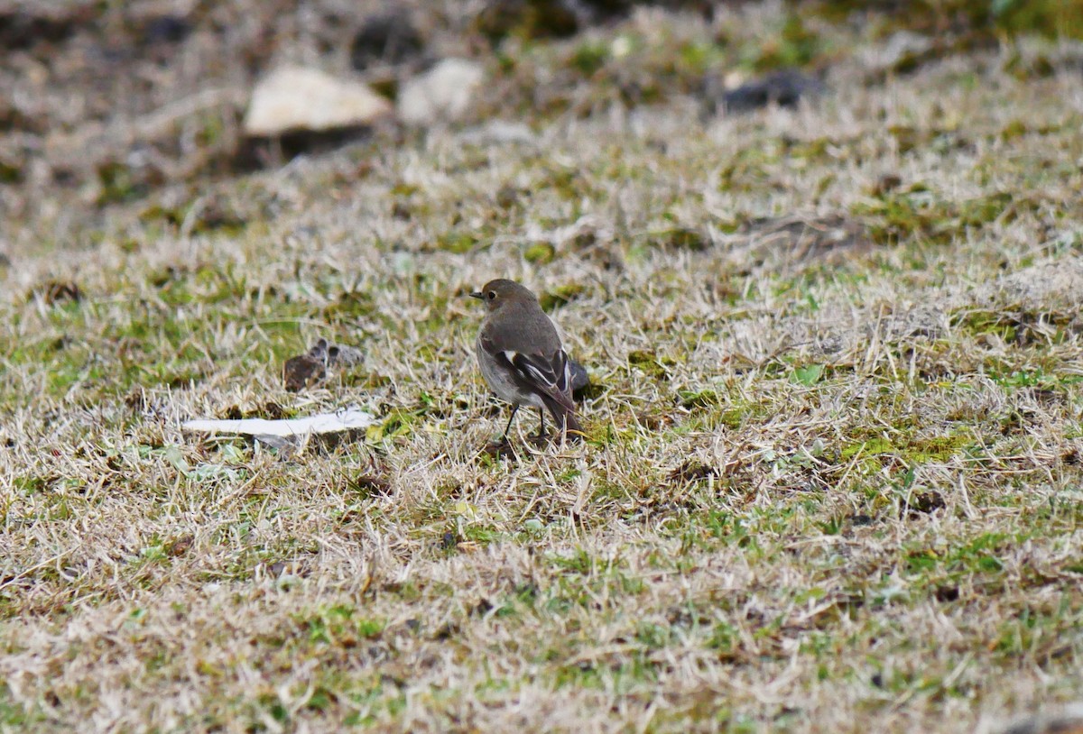 Flame Robin - ML640350466