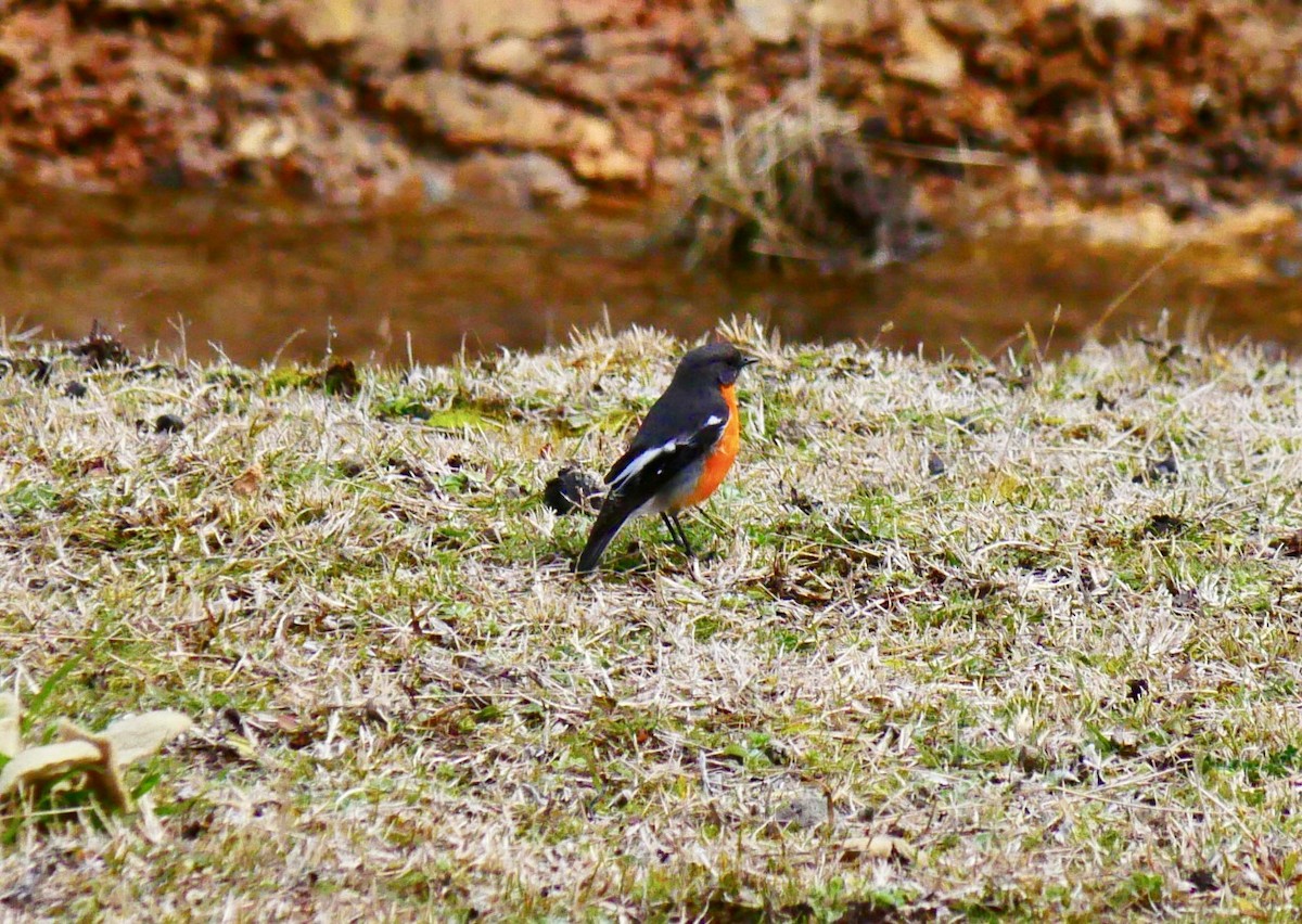 Flame Robin - ML640350467