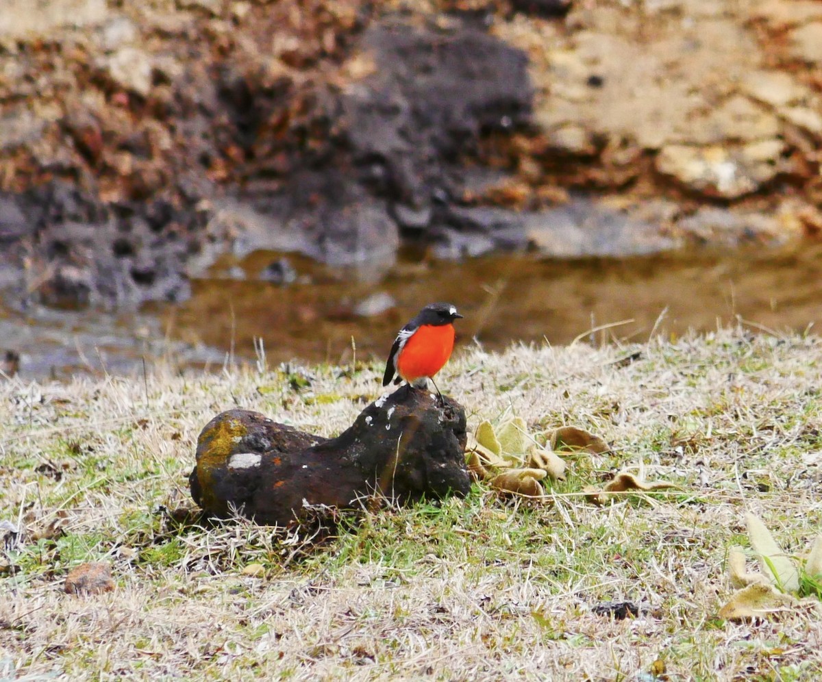 Flame Robin - ML640350468