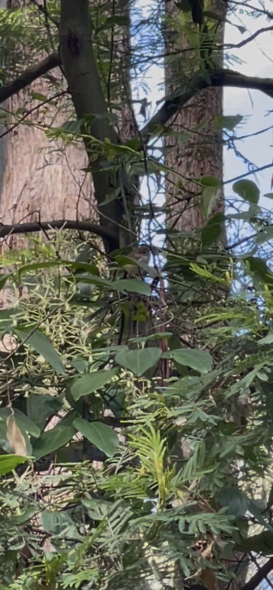 Brown Thornbill - ML640350470