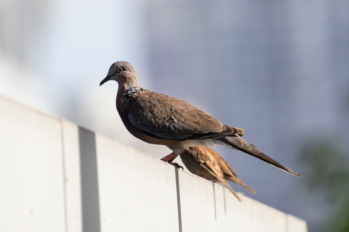 Spotted Dove - ML640350485
