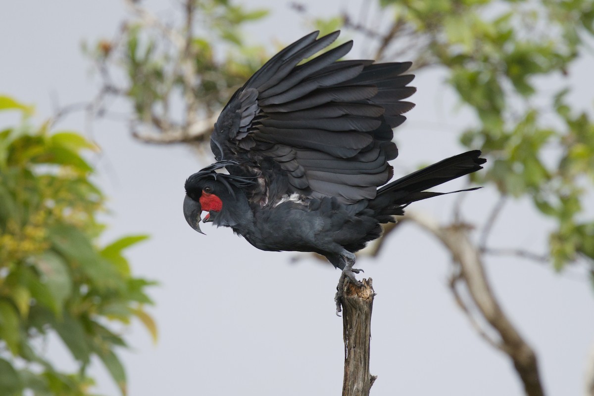 Cacatúa Enlutada - ML640350555