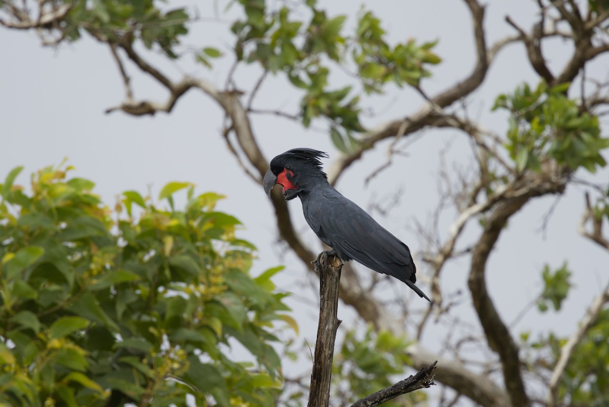 Cacatúa Enlutada - ML640350556