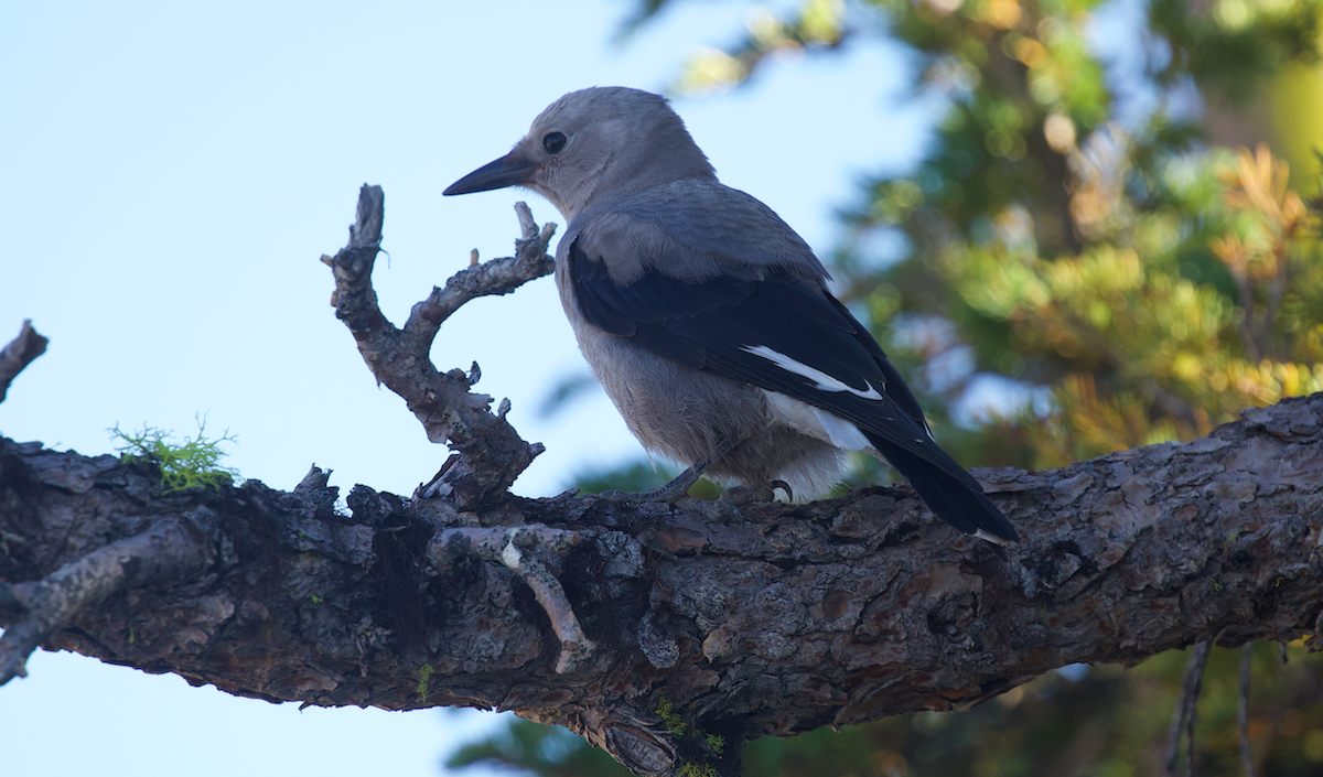 Clark's Nutcracker - ML640350571
