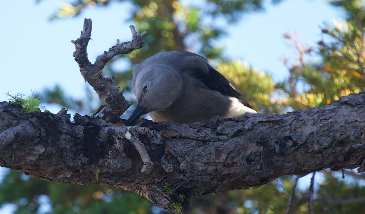 Clark's Nutcracker - ML640350572