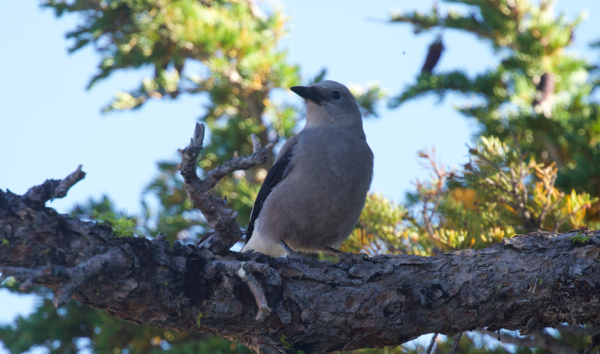 Clark's Nutcracker - ML640350573