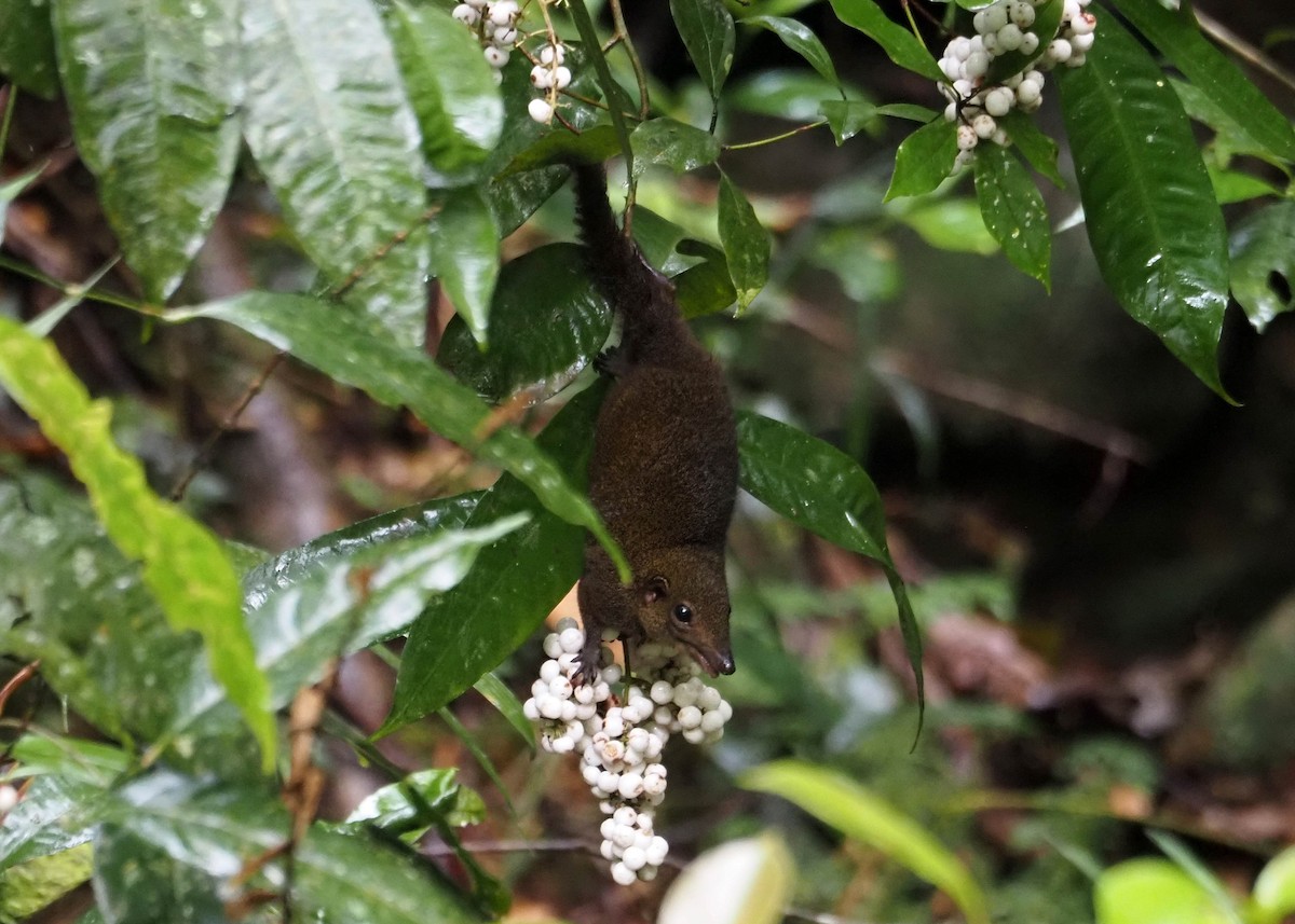 Mountain Treeshrew - ML640350574