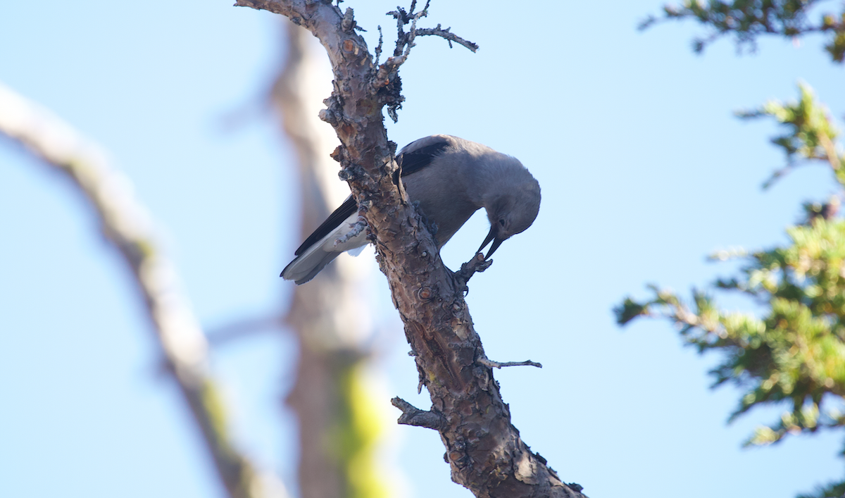 Clark's Nutcracker - ML640350576