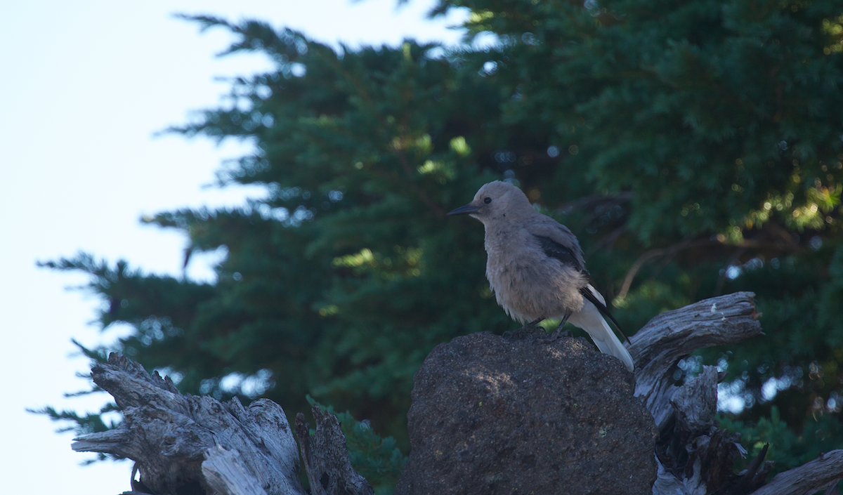 Clark's Nutcracker - ML640350578