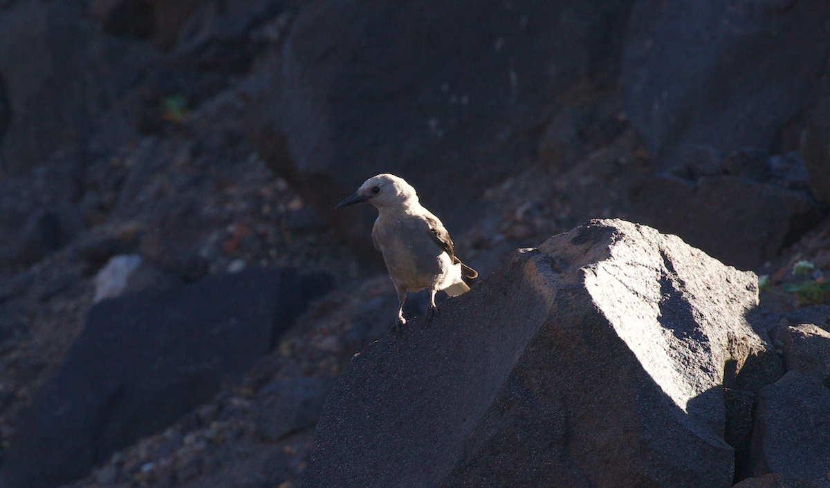 Clark's Nutcracker - ML640350579