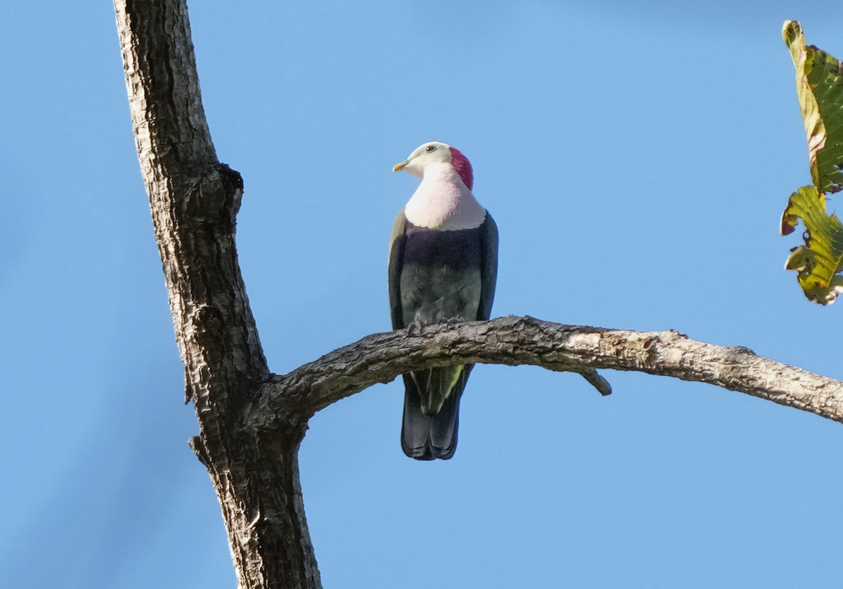 Red-naped Fruit-Dove - ML640350587