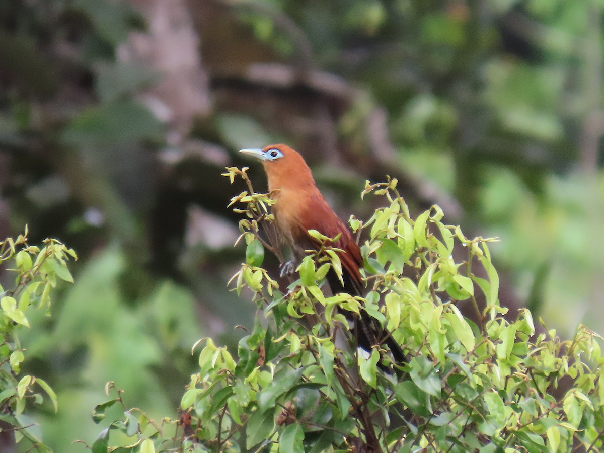 Raffles's Malkoha - ML640350633
