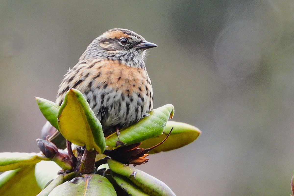 Rufous-breasted Accentor - ML640350678
