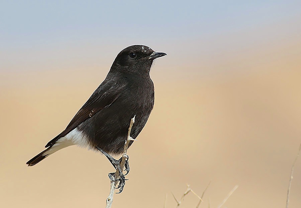 Mourning Wheatear (Basalt) - ML640350689