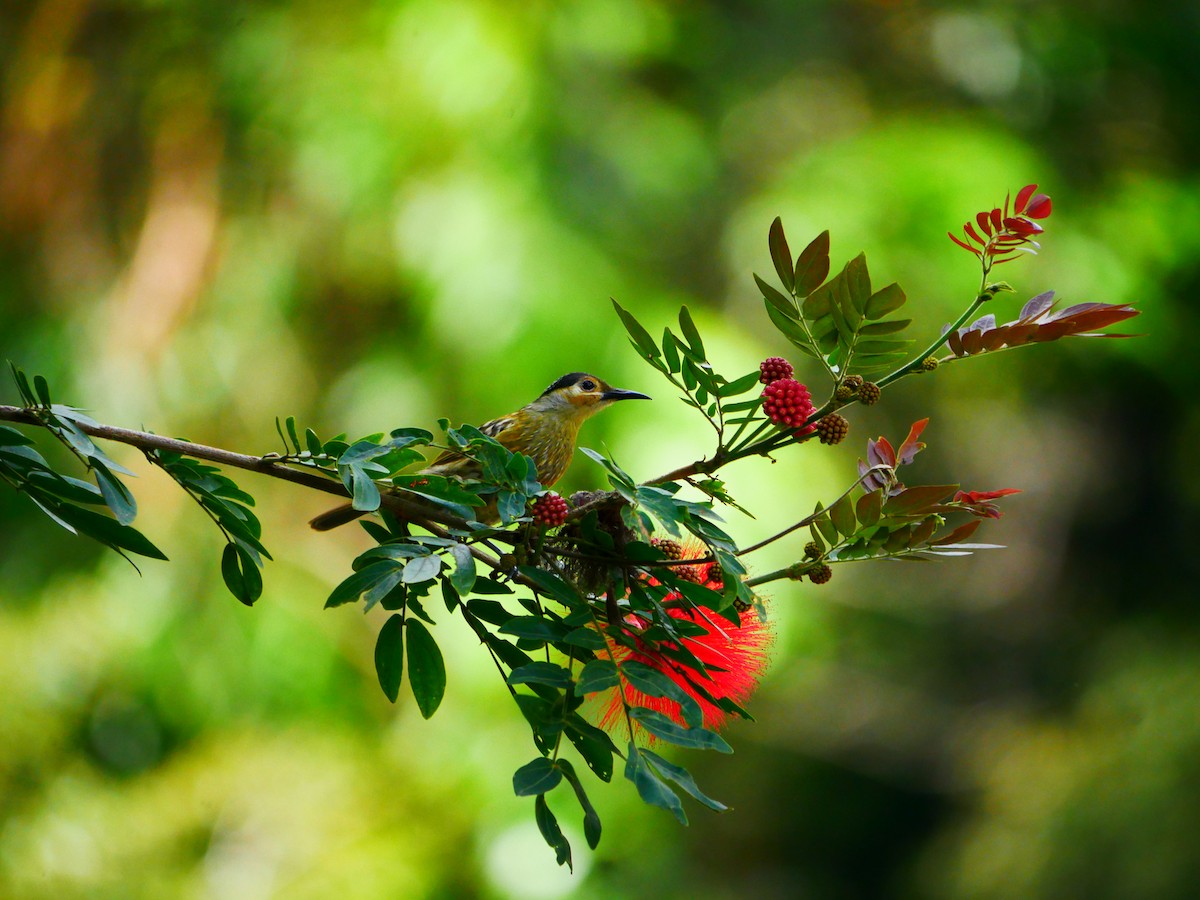 Macleay's Honeyeater - ML640350697