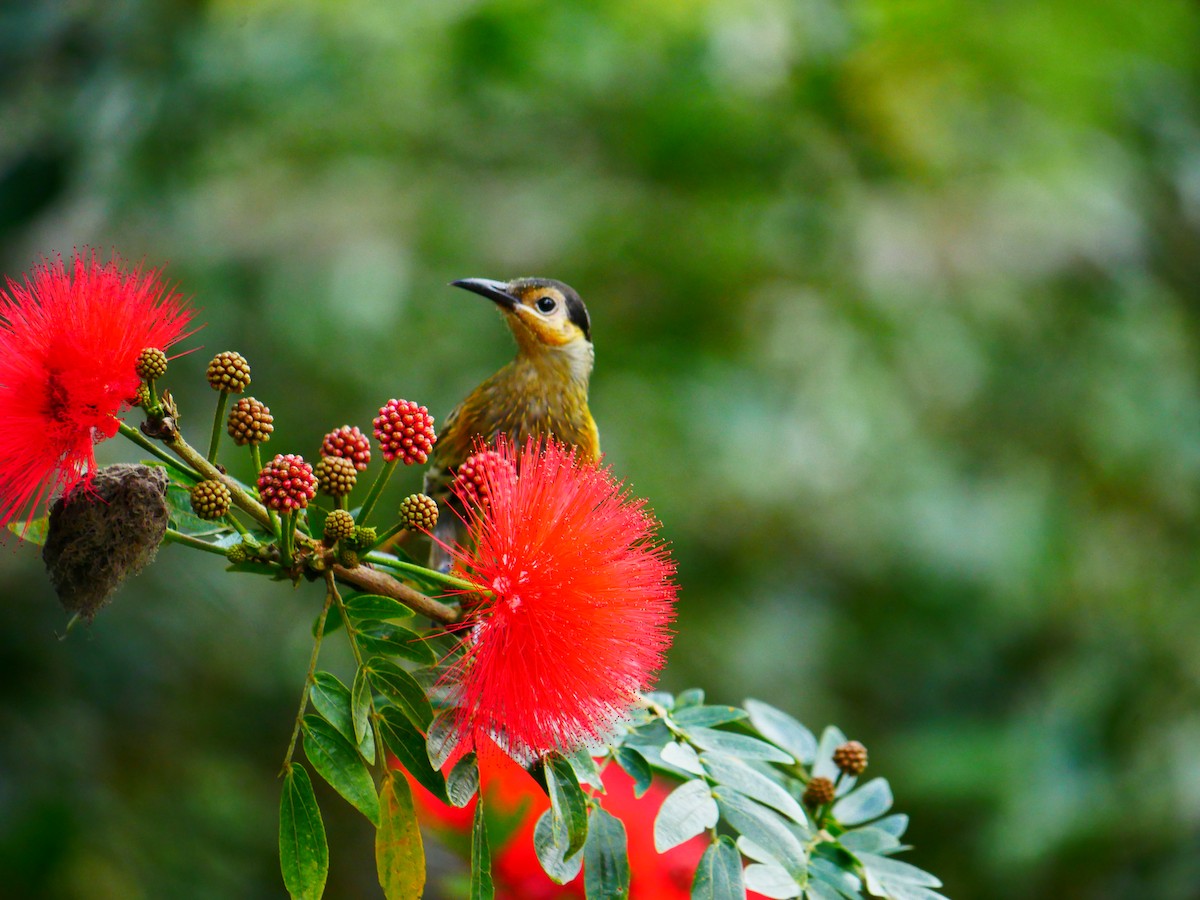 Macleay's Honeyeater - ML640350698