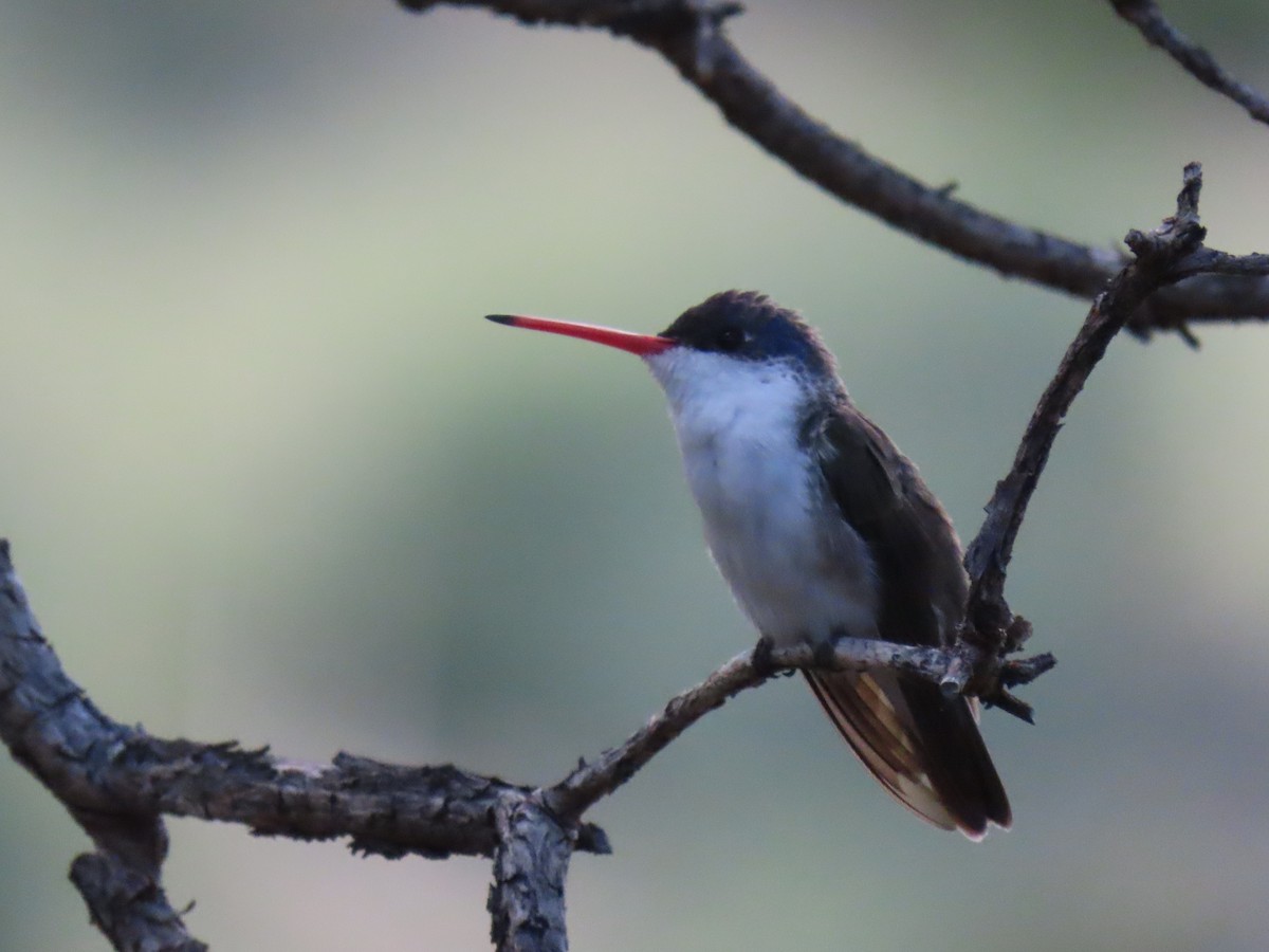 Violet-crowned Hummingbird - ML640350700