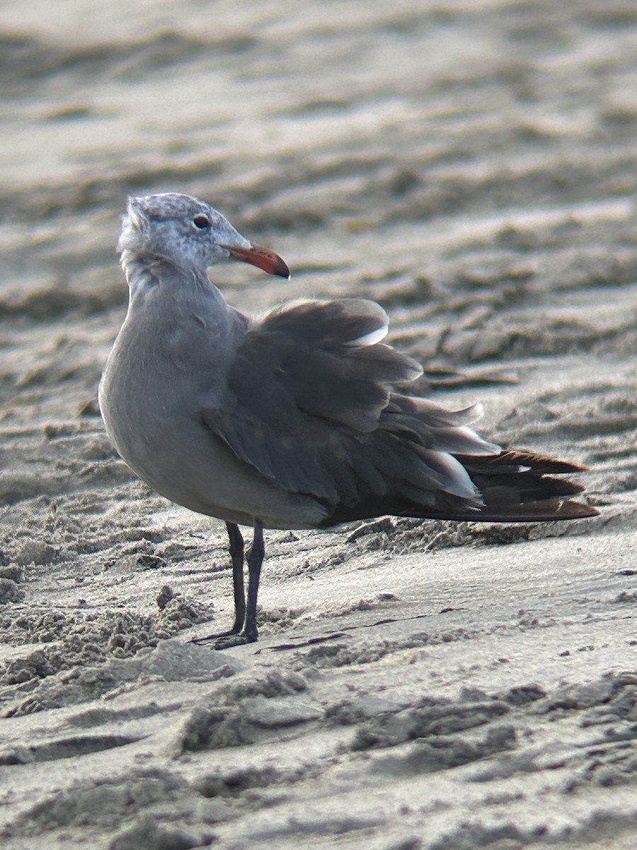 Heermann's Gull - ML640350710