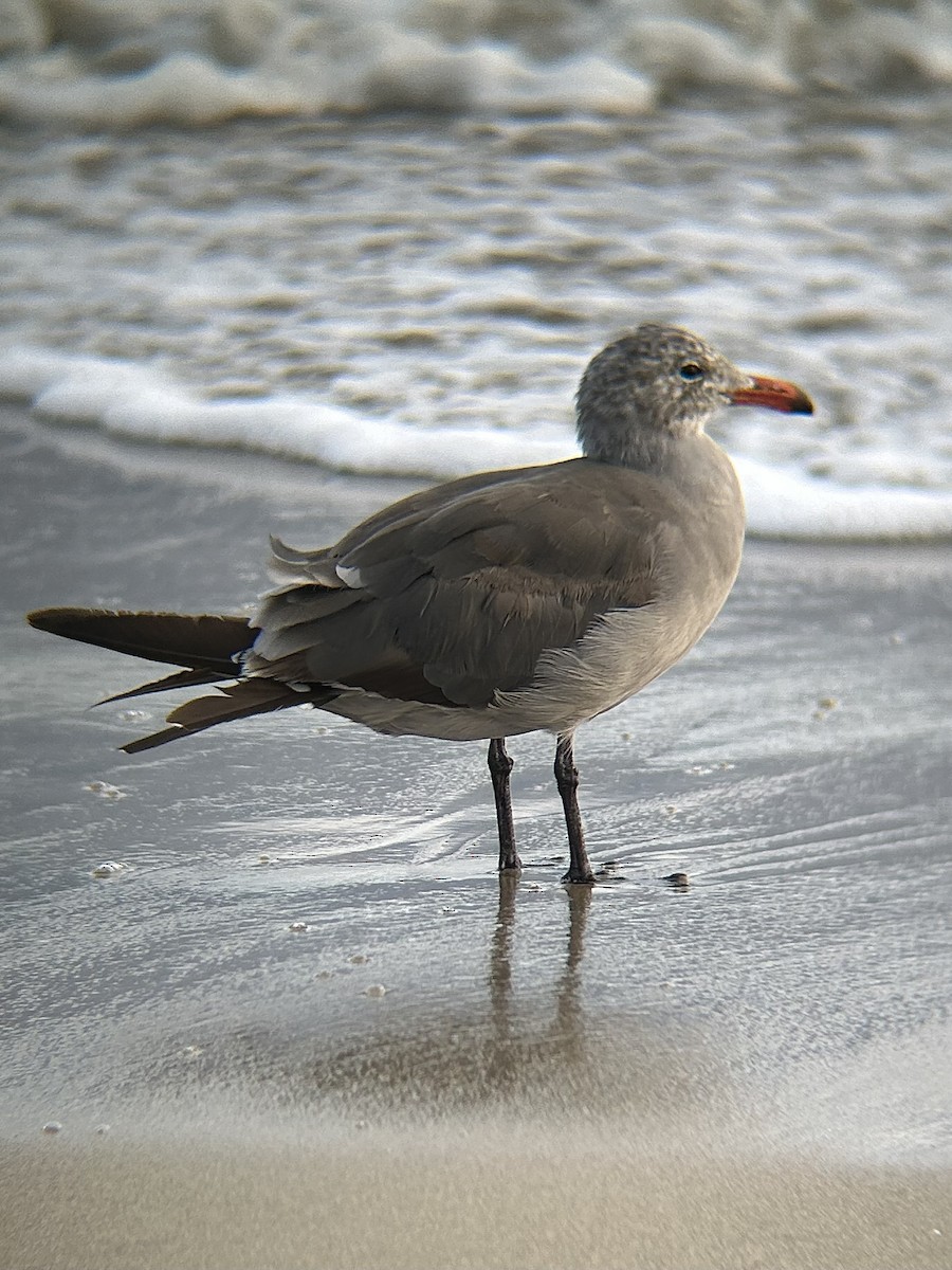 Heermann's Gull - ML640350711