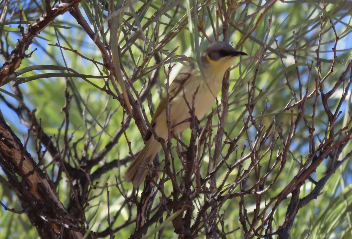 Gray-headed Honeyeater - ML640350751