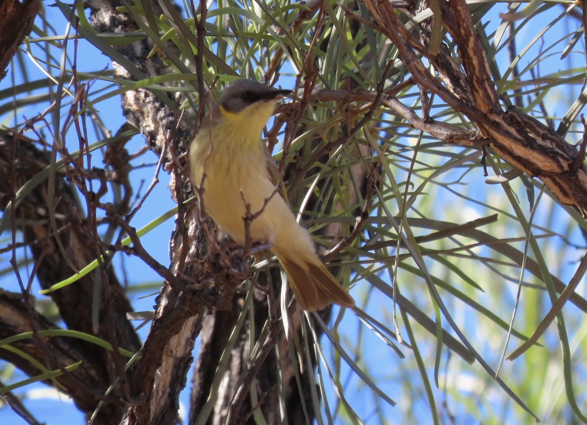 Gray-headed Honeyeater - ML640350752
