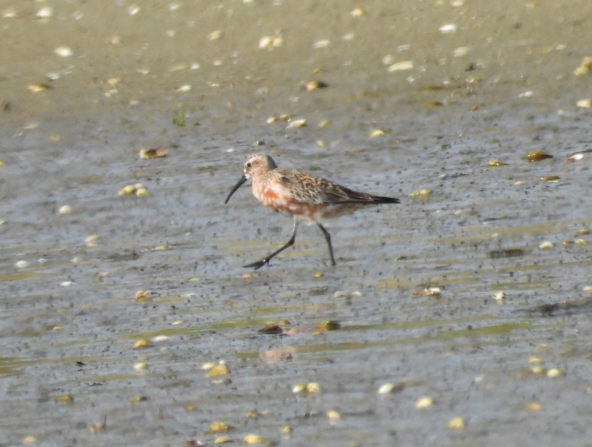 Curlew Sandpiper - ML640350754