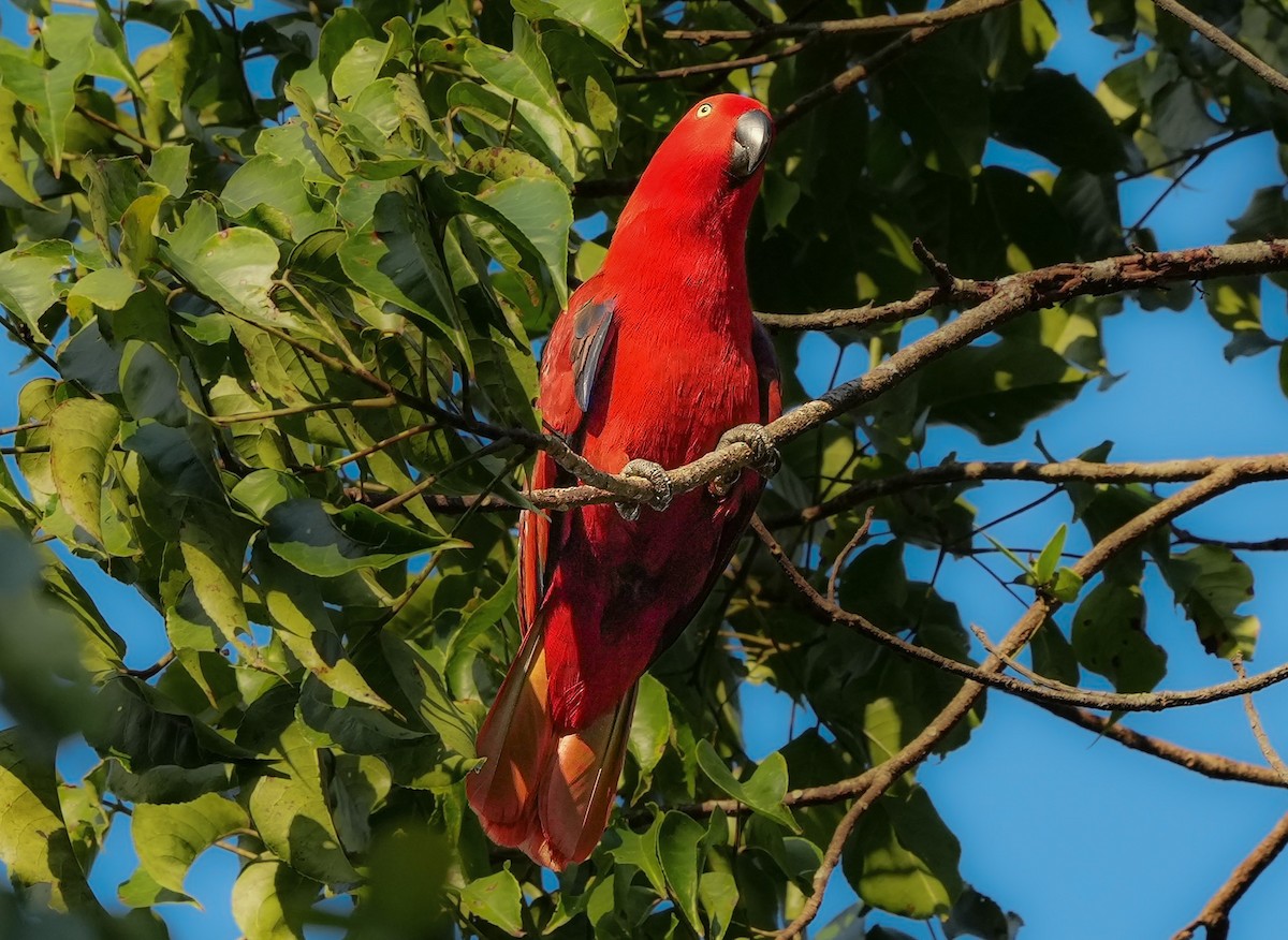Sumba Eclectus - ML640350867