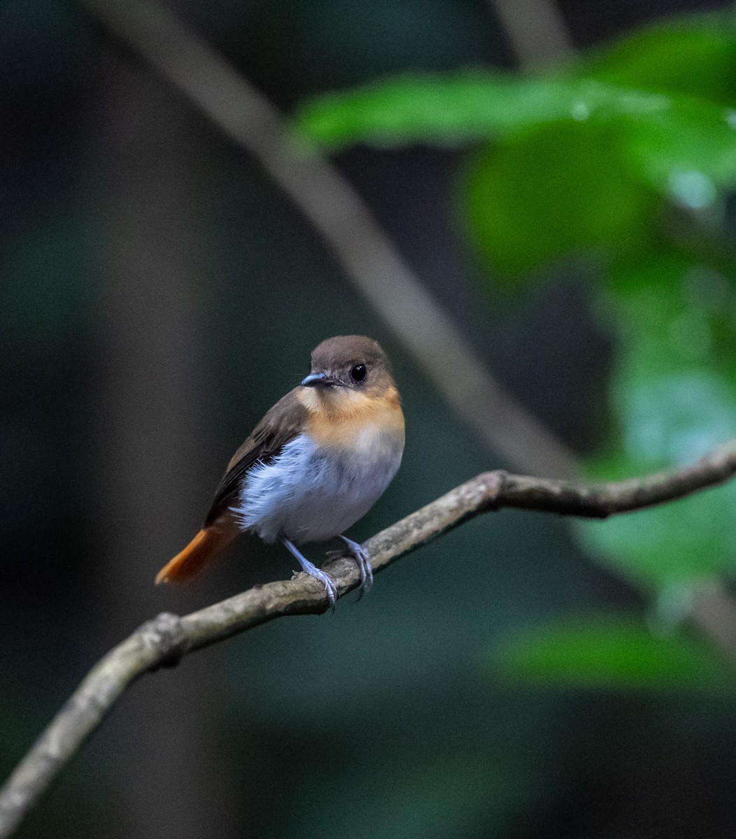 パラワンヒタキ - ML640350869