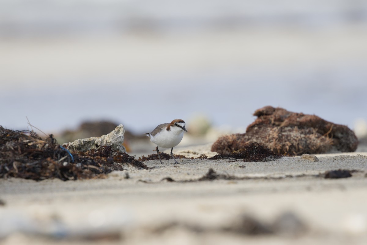Red-capped Plover - ML640350874